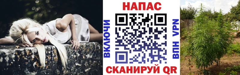 Шишки марихуана планчик Лаишево